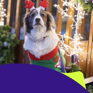 Dog Sweater Contest