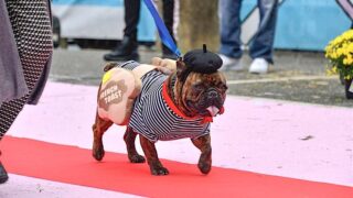 Howl-ween! A Dog Costume Contest Event