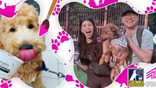MoCA on the Move: Paw-casso Party + Adoption Event!