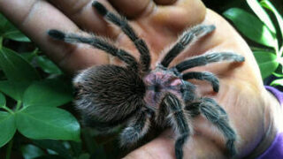 Fangs, Frogs & More at Aurora Hills