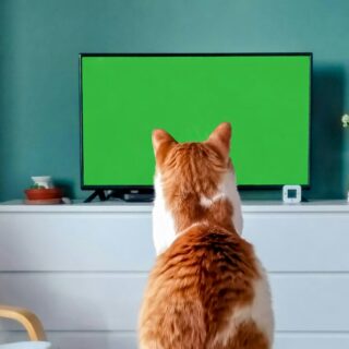 CATVIDEOFEST 2026