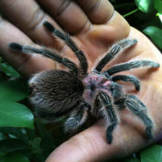 Fangs, Frogs & More at Aurora Hills